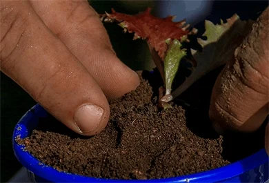 Horta em Casa e Vida Saud&aacute;vel - Origem