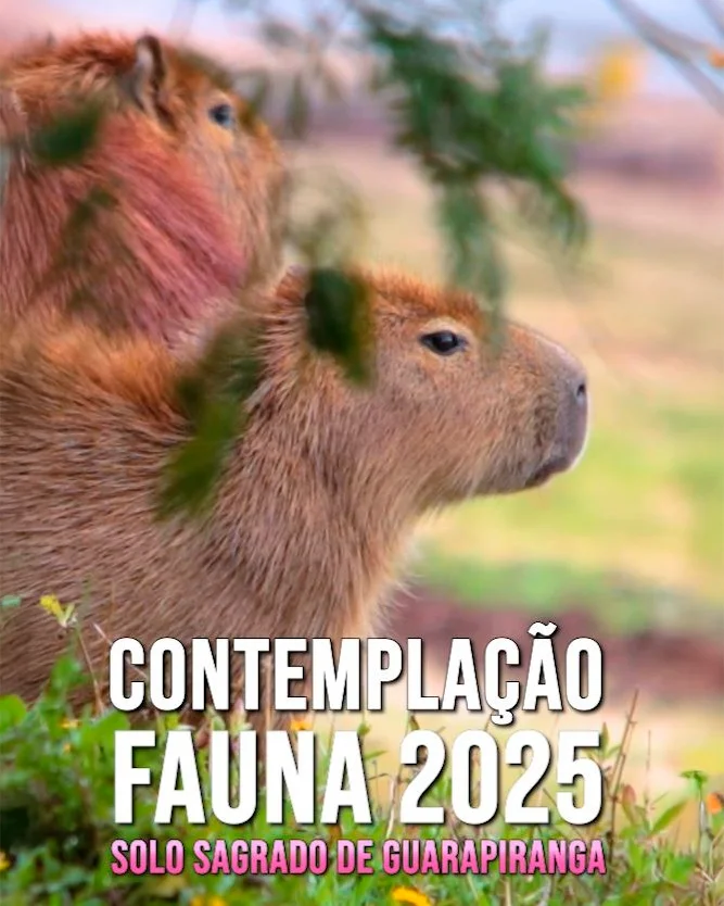 Capa do vídeo “Contemplação da Fauna no Solo Sagrado - 2025”